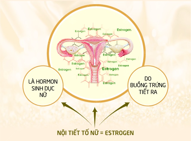 Nội tiết tố nữ (Estrogen) là một loại hormone sinh dục được tiết ra từ buồng trứng