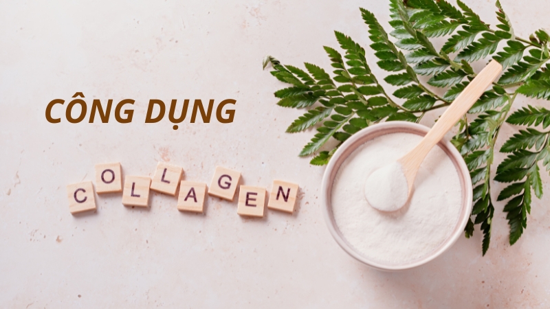 collagen có tác dụng kết nối các tế bào dưới da, tạo đàn hồi cho da, kích thích sự trao đổi chất trên bề mặt da