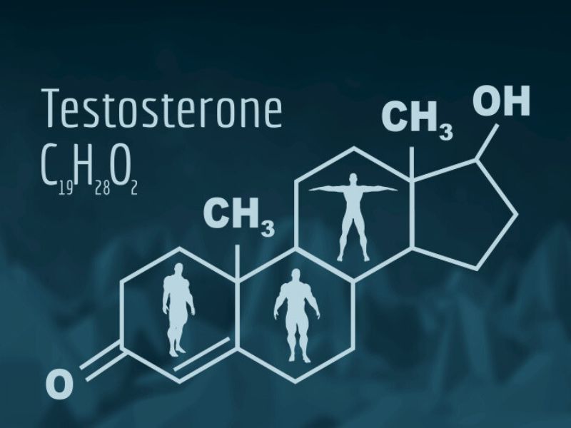 Testosterone đóng vai trò quan trọng giúp hoàn thiện chức năng sinh sản, hỗ trợ phát triển cơ bắp của nam giới